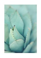 Agave Plant Leaves | Crie seu próprio pôster