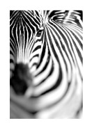 Zebra Portrait | Crie seu próprio pôster