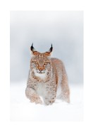 Lynx In Winter Landscape | Crie seu próprio pôster