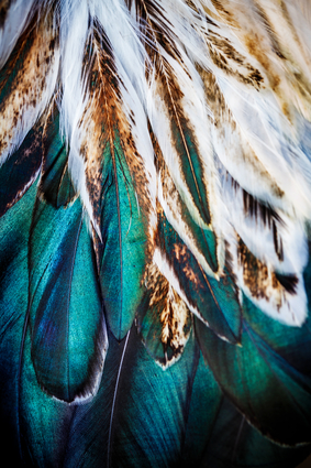 Colorful Feathers