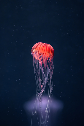 Vibrant Jellyfish In The Ocean