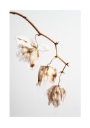 Dried Flower Petals | Crie seu próprio pôster