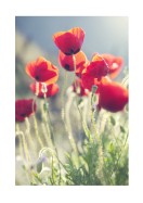 Poppies In The Evening Sun | Crie seu próprio pôster