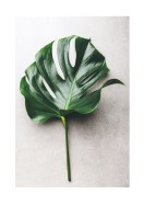 Monstera Leaf | Crie seu próprio pôster