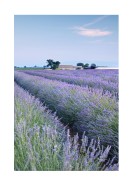 Lavender Fields In France | Crie seu próprio pôster