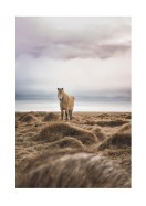 Icelandic Horse In Winter Landscape | Crie seu próprio pôster