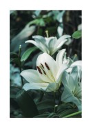 White Lily Flowers | Crie seu próprio pôster