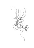 Grapes Line Art | Crie seu próprio pôster