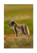 Arctic Fox In The Wild | Crie seu próprio pôster