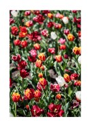 Field Of Colorful Tulips | Crie seu próprio pôster