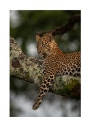 Leopard In A Tree In The Wild | Crie seu próprio pôster
